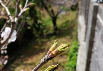 皆で花を咲かせよう！まだまだ咲くハズ！