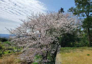 桜　桜　桜　🌸　な今日この頃です♪