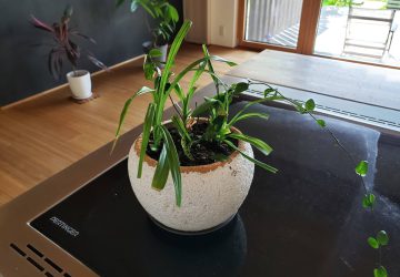 苔玉の植え替え♪