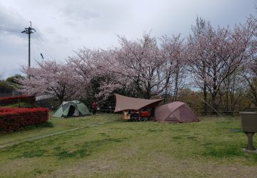 駆け込み🌸お花見キャンプ