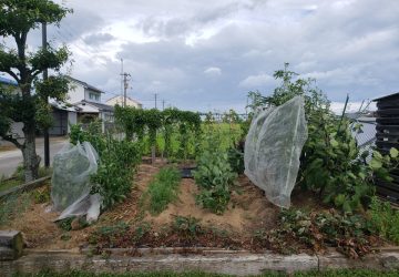 我が家の畑もそろそろ本格的なカラス対策を