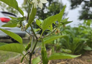 そろそろ夏野菜です♪