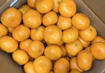 ＯＢ様よりみかんをいただきました🍊