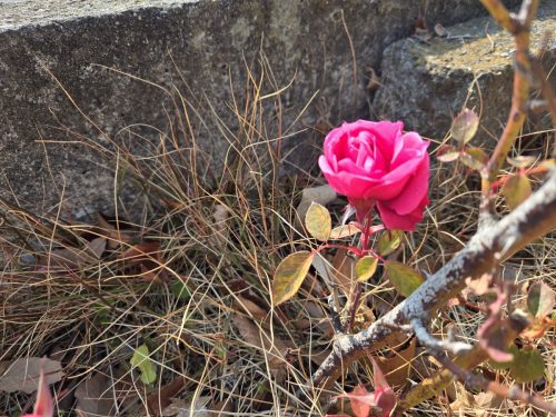 春の香り漂うこの頃です